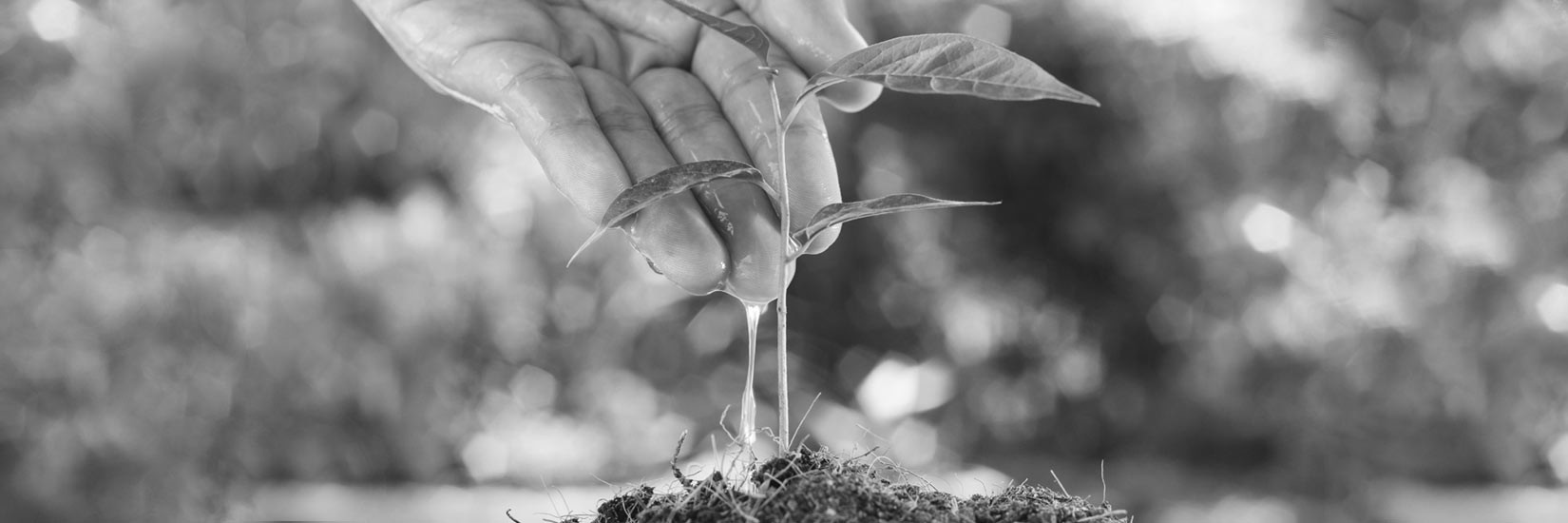 Planta