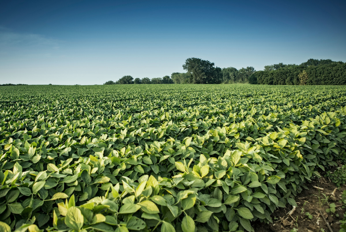 Medium irriga%2bpr c3 a9 custeio